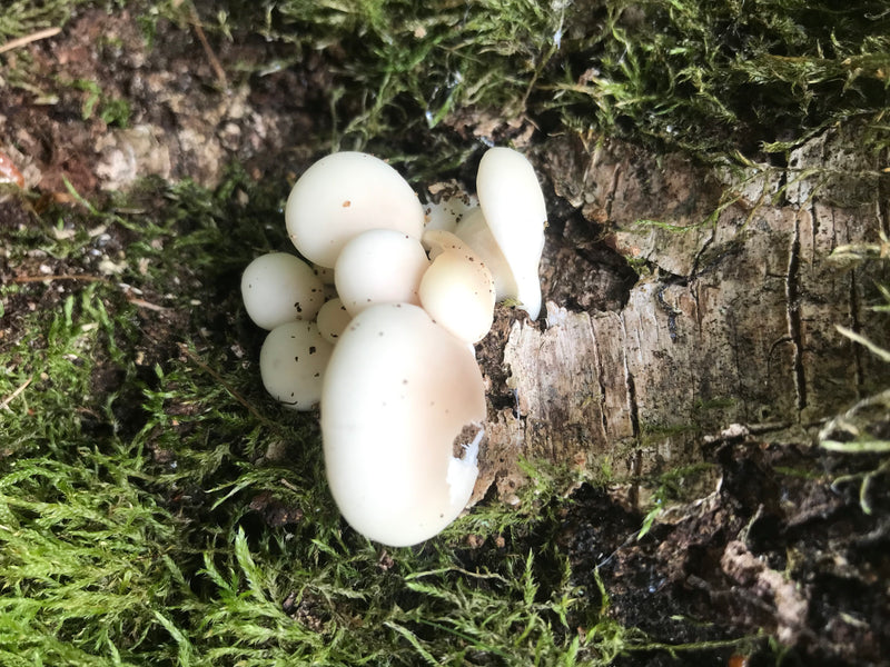 Fungo ostrica — foto 2 di 20