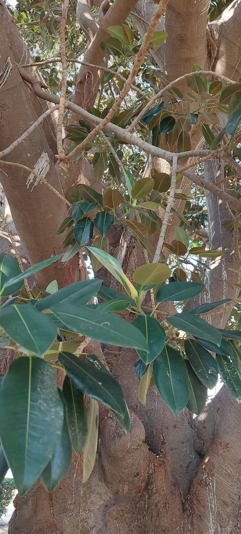 Fico australiano — foto 2 di 3