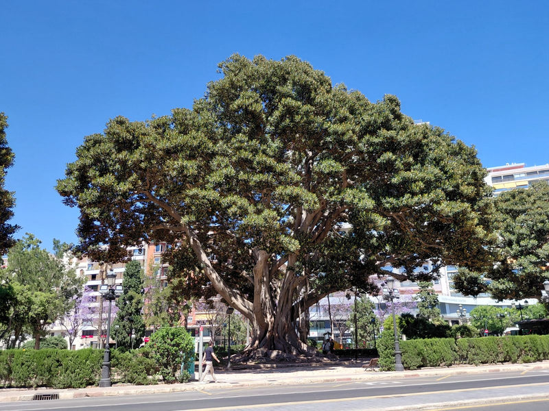 Fico australiano — foto 1 di 3