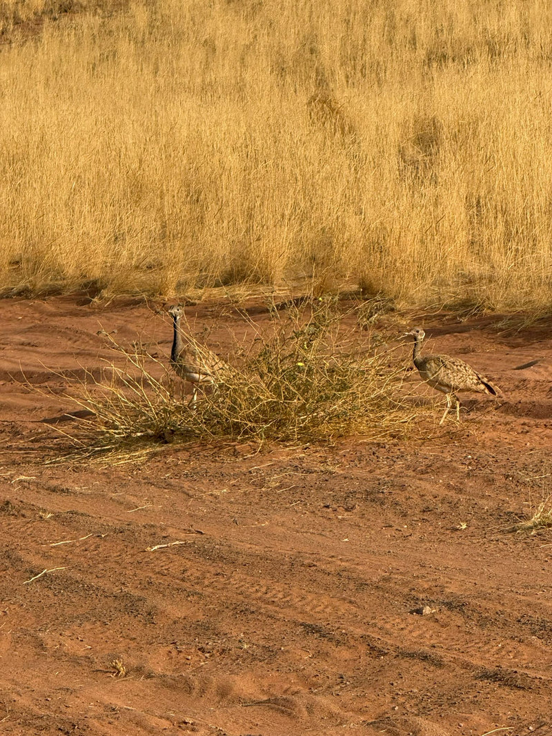 Australische Trappe — foto 1 di 1
