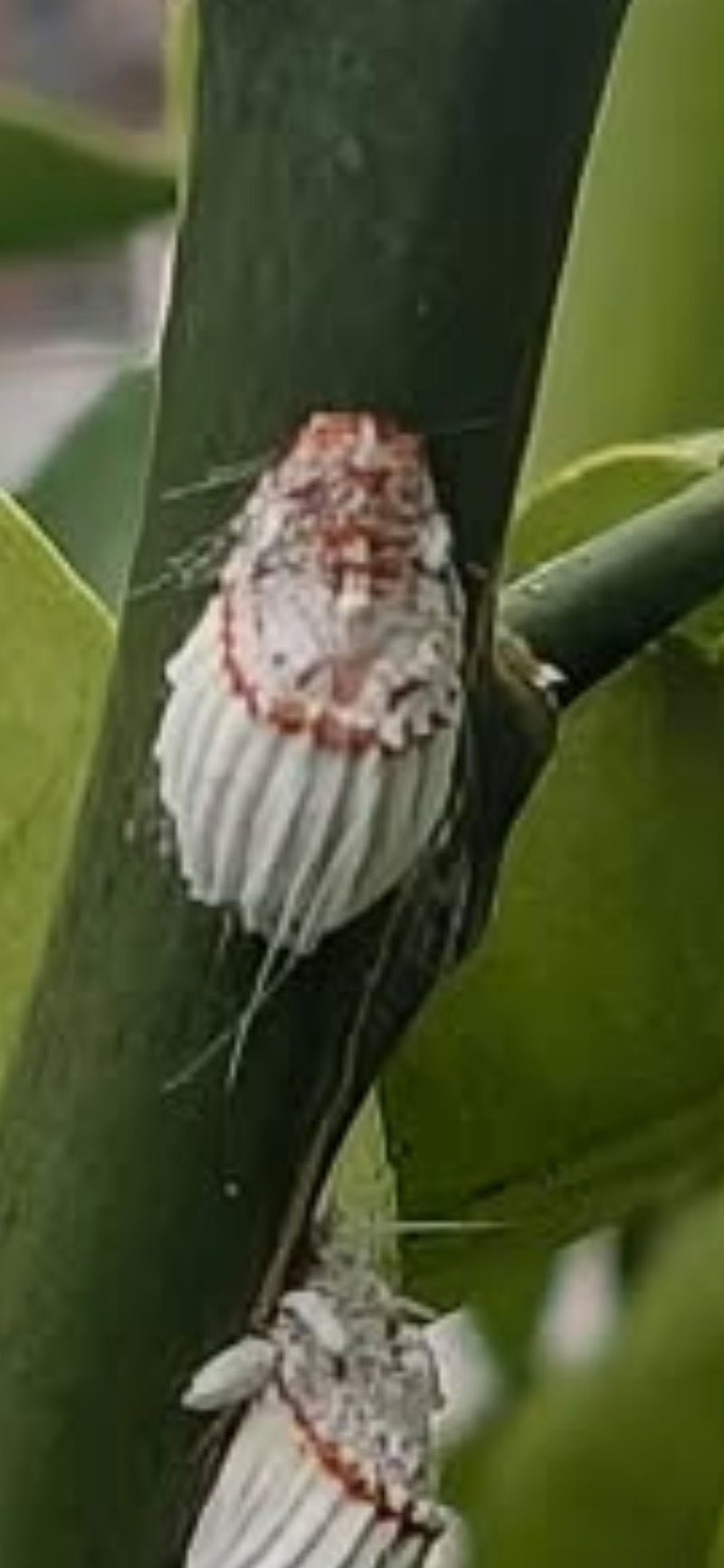 Una cocciniglia cotonosa con il caratteristico ovisacco bianco scanalato riposa su un fusto verde; un secondo esemplare è parzialmente visibile in basso.