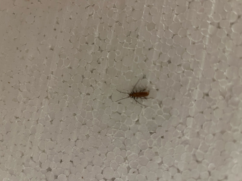 Scarabeo ladro australiano — Bild 1