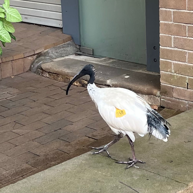 Ibis australiano — Bild 1