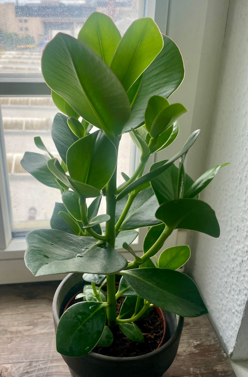 Mela balsamica — Bild 1