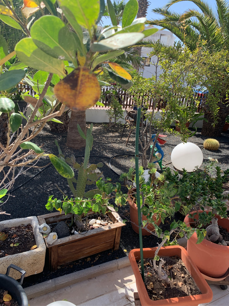 In primo piano si vede un ramo con foglie lucide e coriacee del balsam apple. La pianta si trova in un giardino soleggiato con diverse piante in vaso.