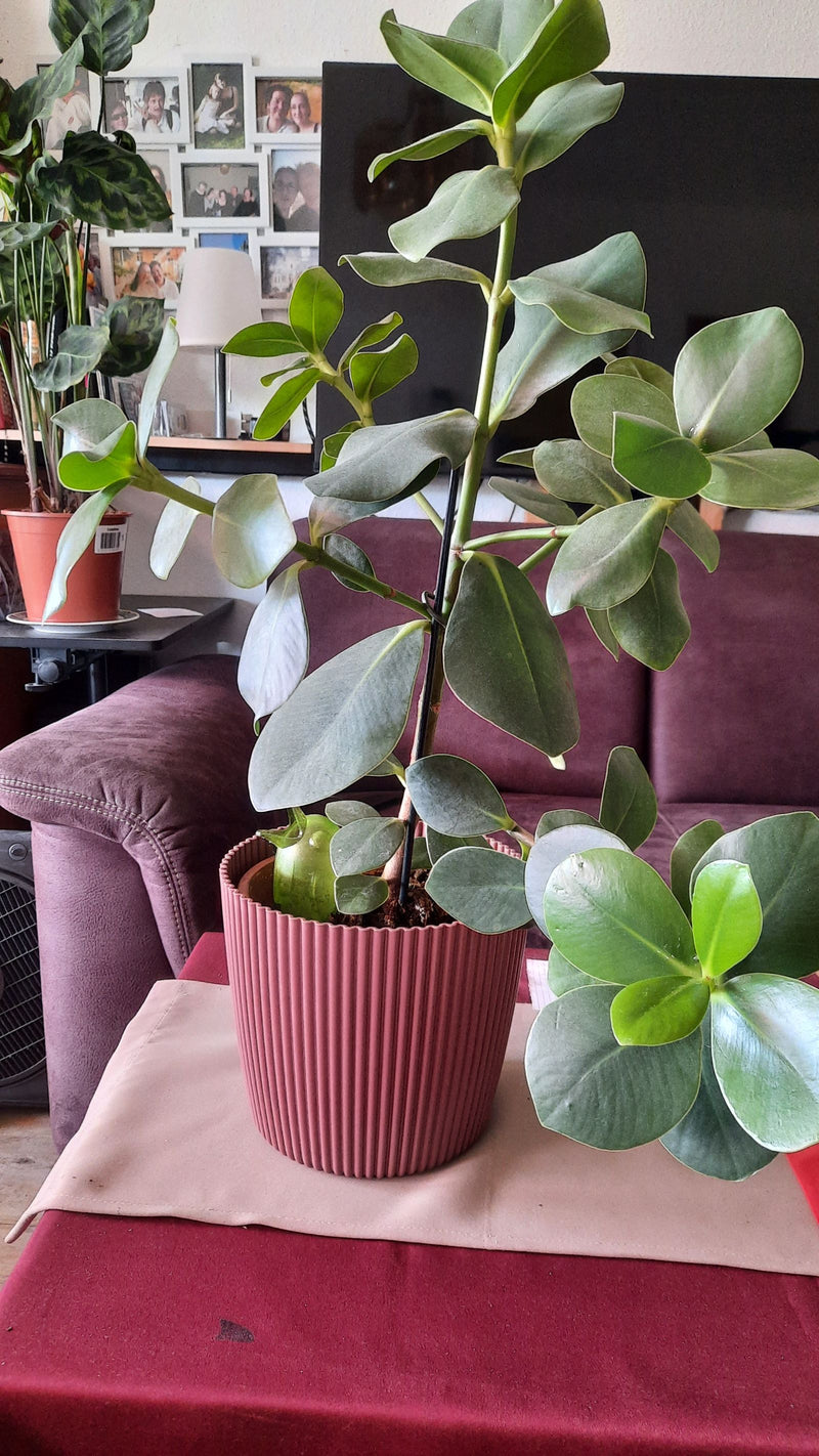 Si vede una pianta d'appartamento in un vaso da fiori rosso con foglie spesse e lucide. La pianta si trova su un tavolo in un soggiorno.