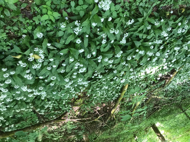 L'immagine mostra un denso popolamento di aglio orsino in fiore sul suolo di una foresta. I fiori bianchi e le foglie verdi sono chiaramente visibili.