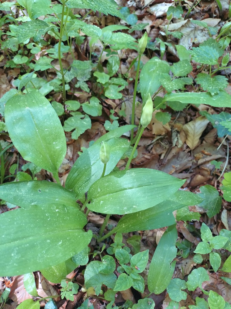 Si vede una pianta di aglio orsino con caratteristiche foglie verdi lucide e boccioli di fiori eretti. Cresce su un terreno boschivo coperto di foglie.