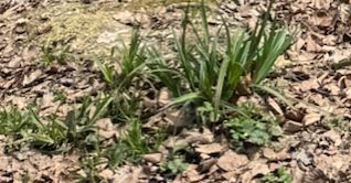 aglio selvatico — foto 2 di 15