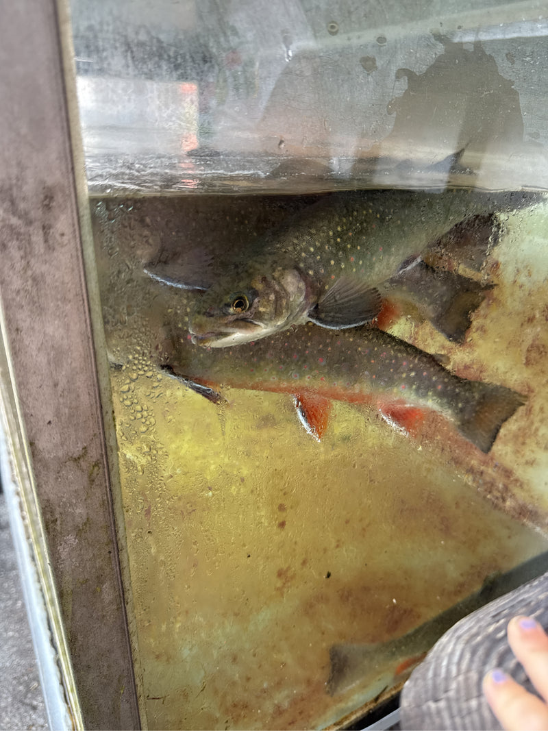 Trota di fiume — Bild 1