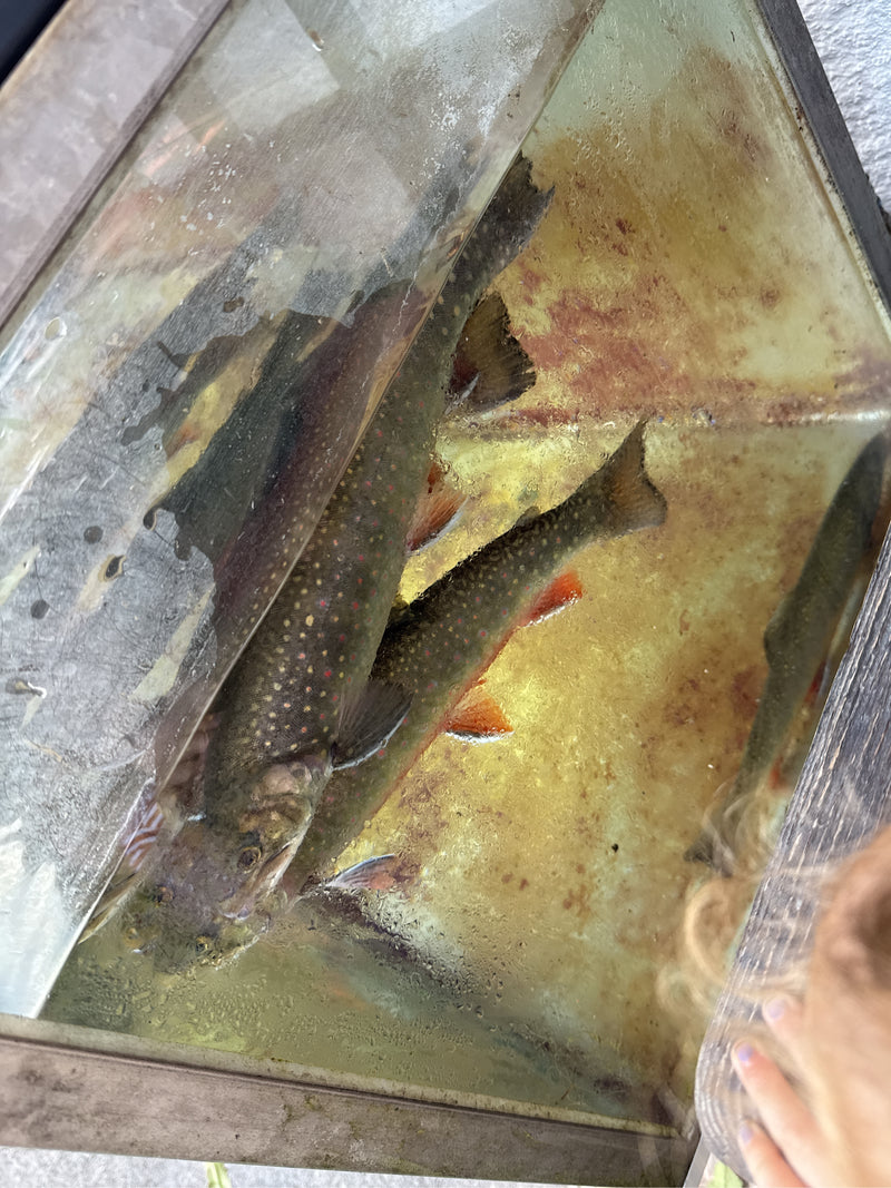Trota di fiume — Bild 2