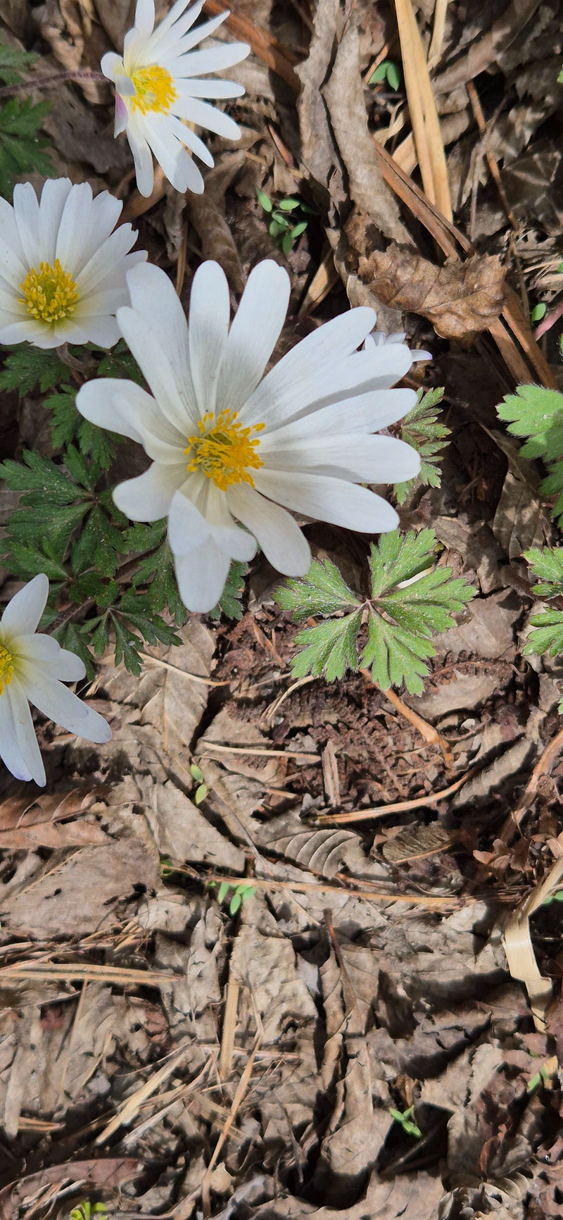 Anemone dei Balcani — Bild 1