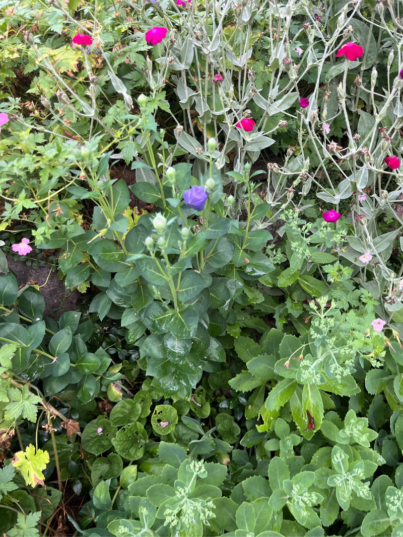 Fiore di palloncino — Bild 1