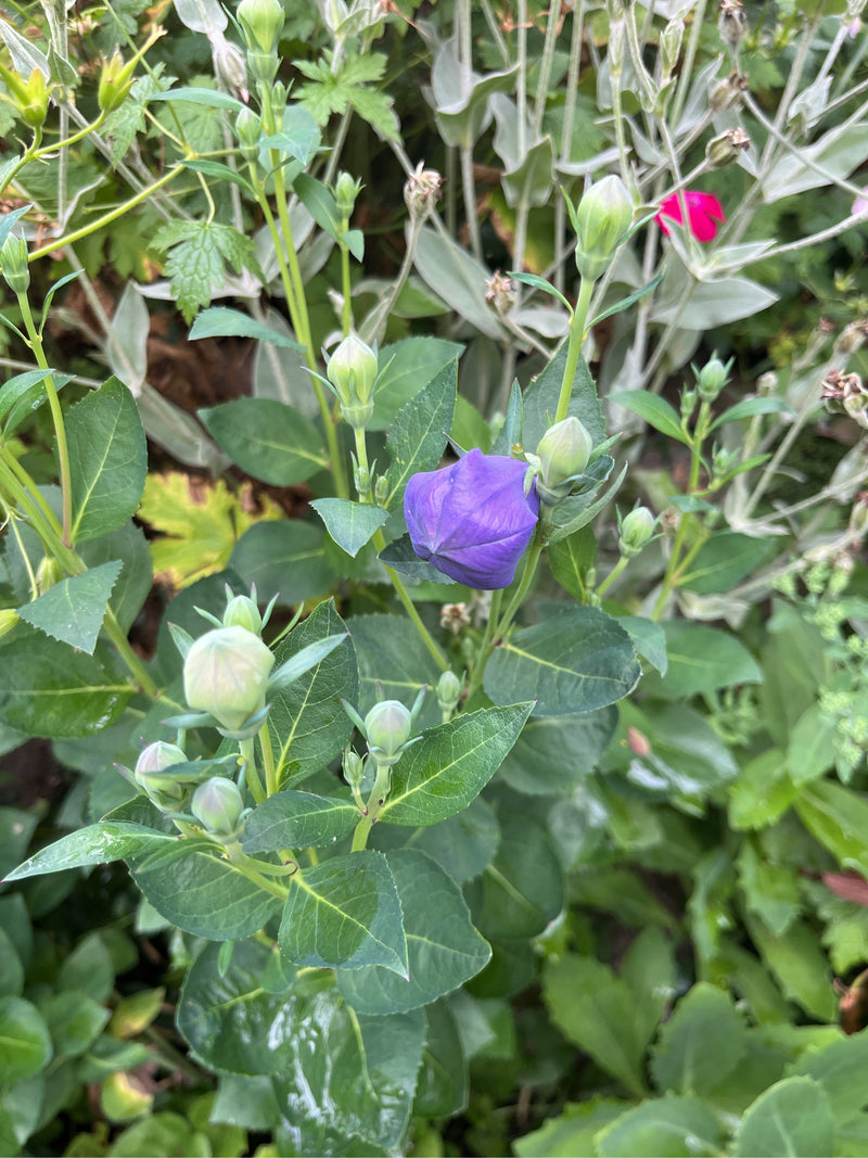 Fiore di palloncino — Bild 2