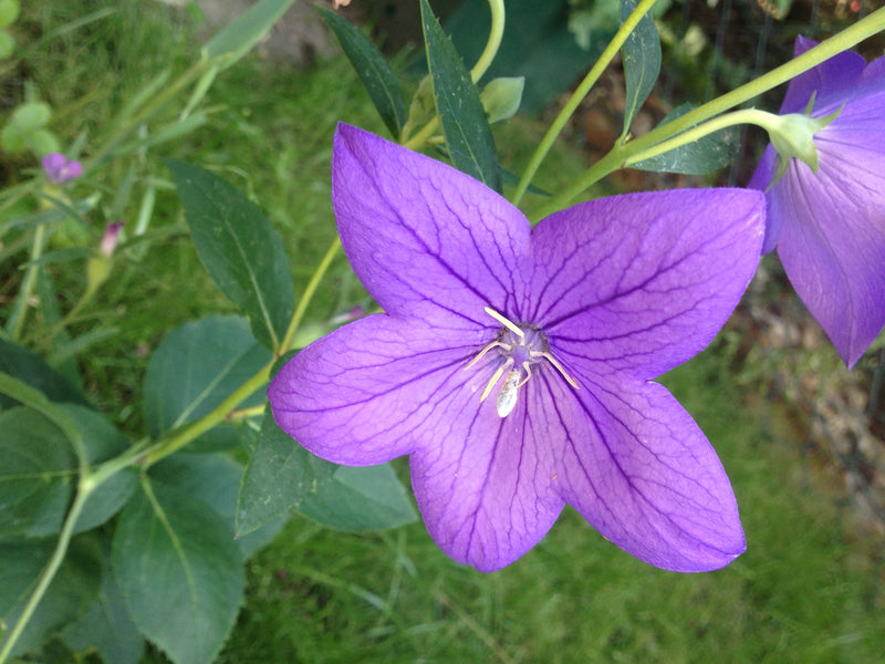 Fiore di palloncino — foto 4 di 37