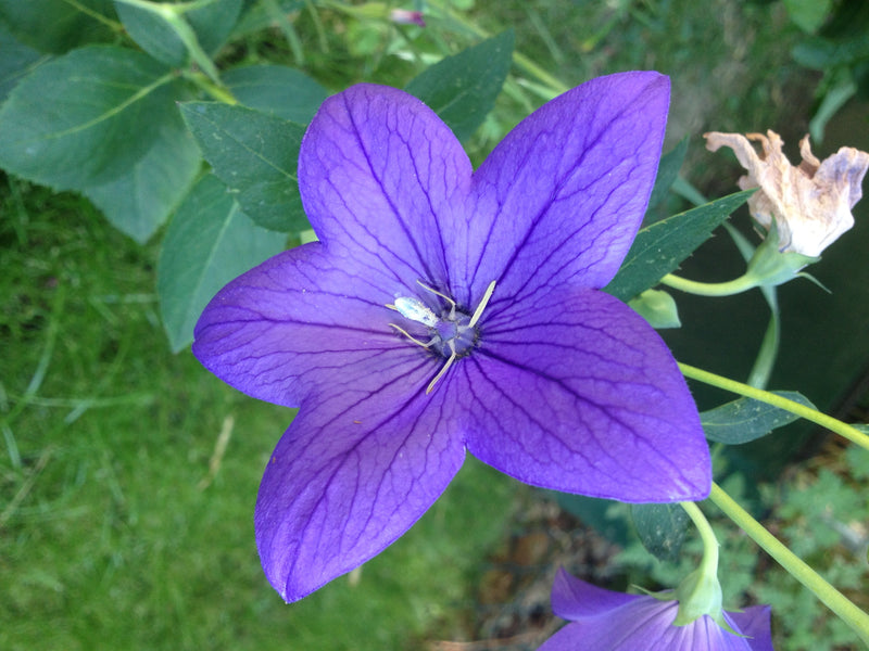 Fiore di palloncino — foto 5 di 37