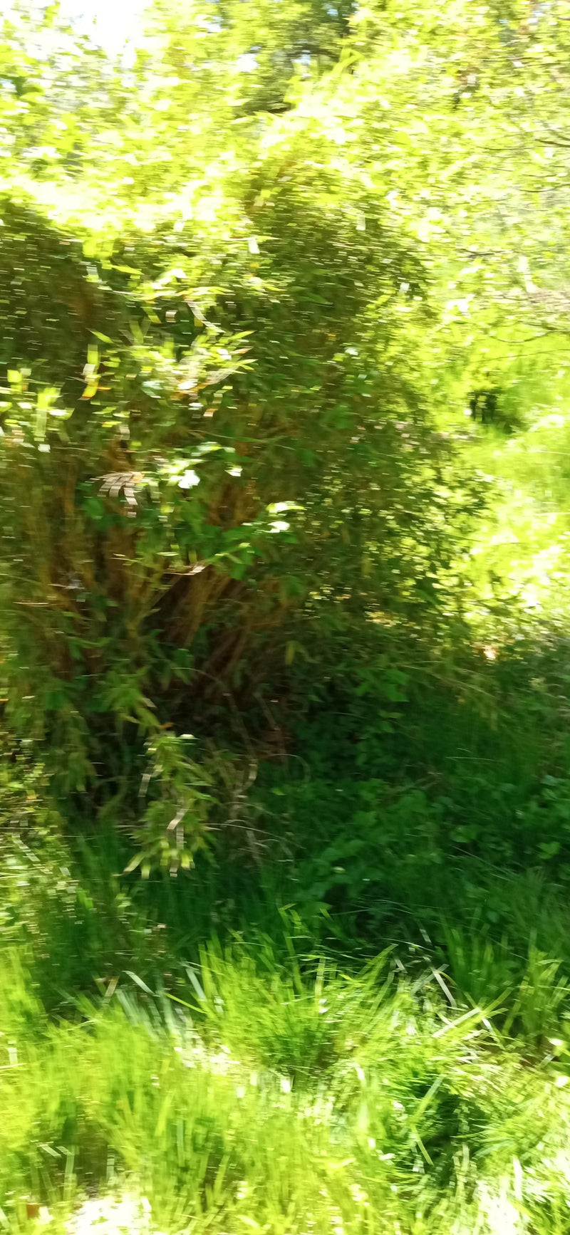 bambù — Bild 1