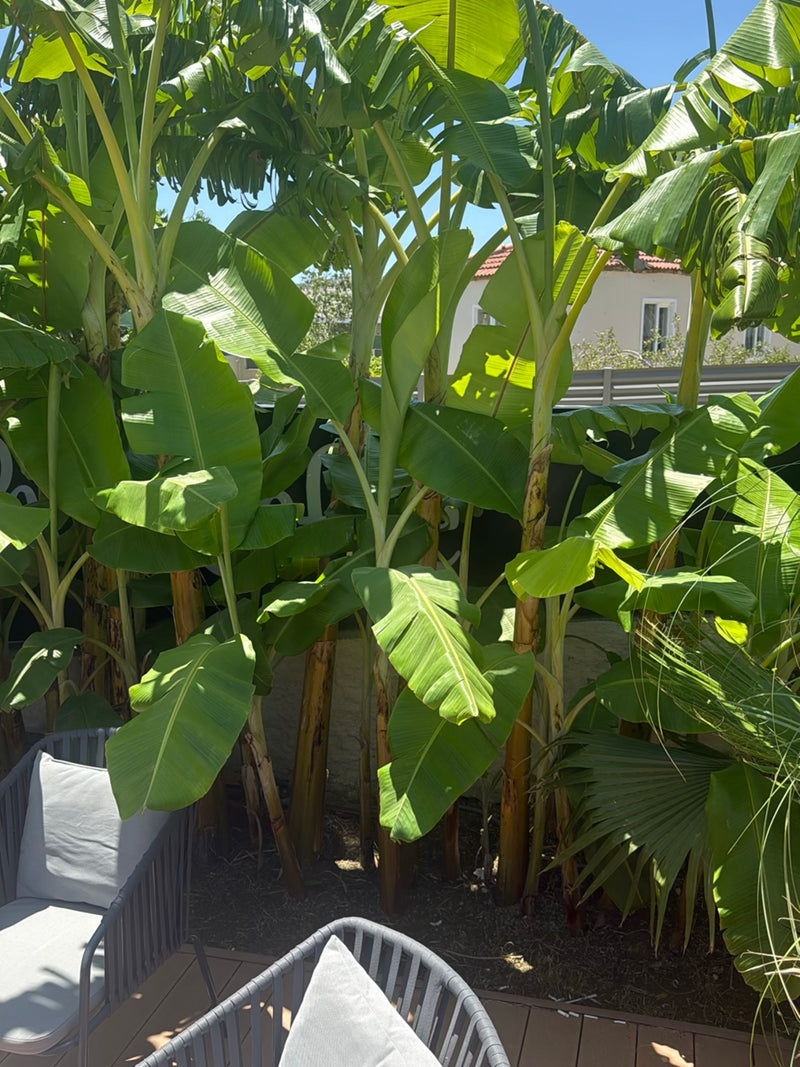 banana — Bild 2
