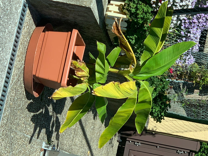 Una pianta di banano con caratteristiche grandi foglie allungate cresce in un vaso di plastica marrone su una superficie lastricata.