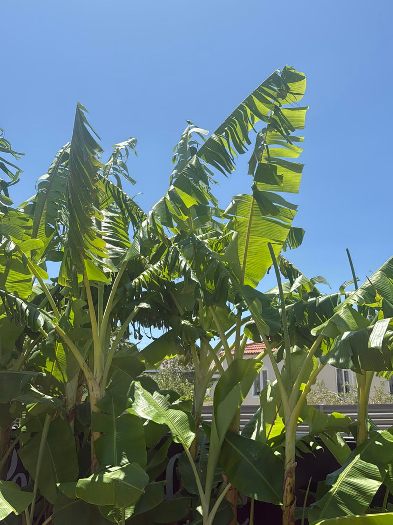 banana — Bild 1