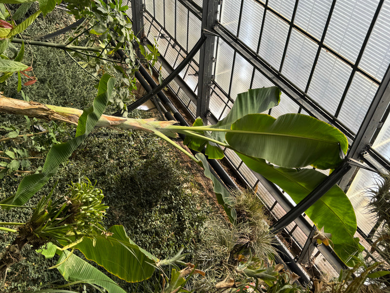 Si osserva una pianta di banano con le sue grandi foglie allungate all'interno di una serra con tetto in vetro.