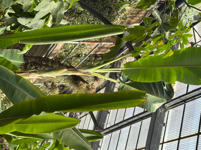 Una pianta di banano con grandi foglie verdi allungate cresce sotto la struttura in vetro di una serra.