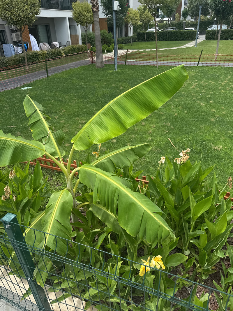 banana — foto 5 di 10