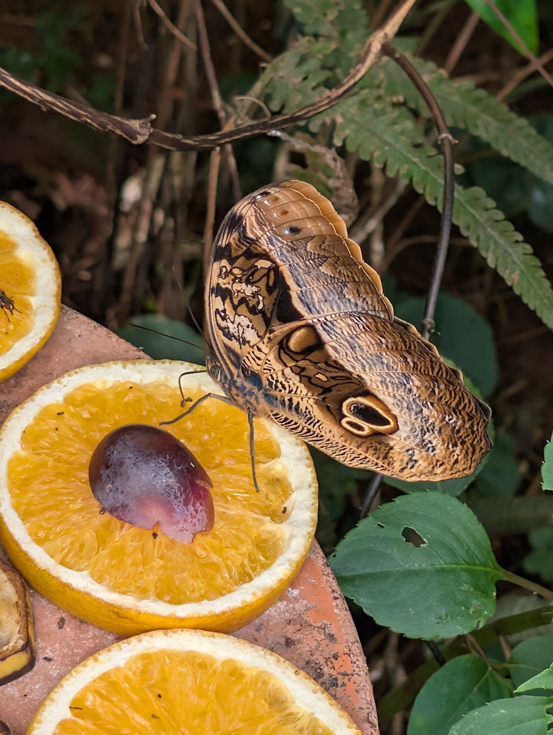 Farfalla di banana (farfalla civetta) — Bild 1