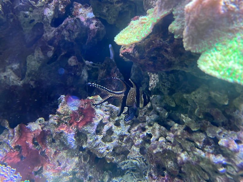 Banggai-Kardinalbarsch — foto 1 di 1