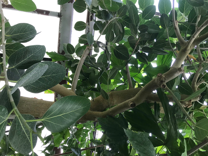 Fico banyan — foto 2 di 4