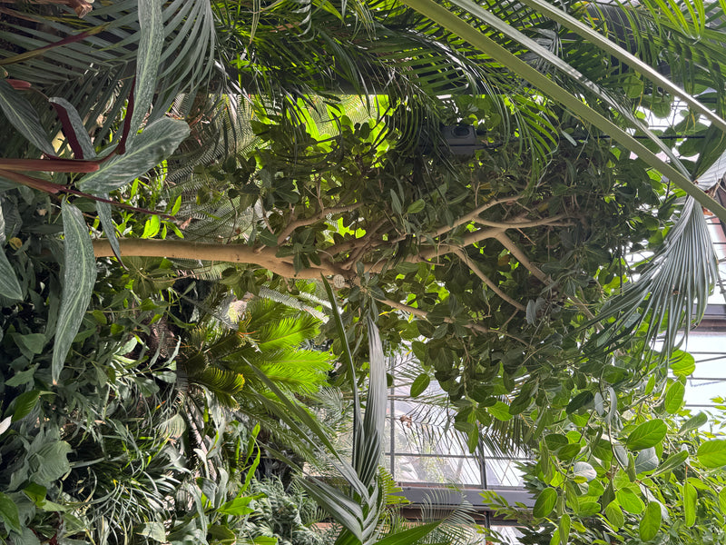 Un fico del Bengala con rami ramificati e foglie ovali cresce in una serra tra varie palme e piante tropicali.