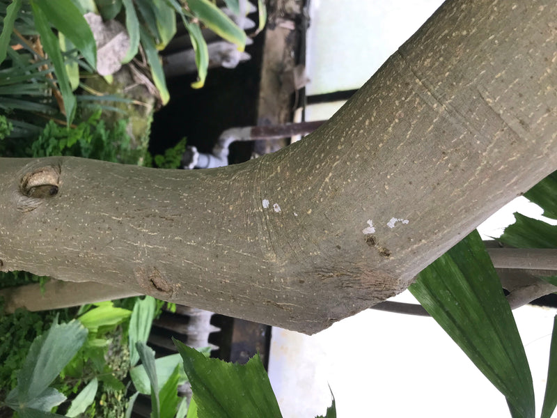 Fico banyan — foto 4 di 4