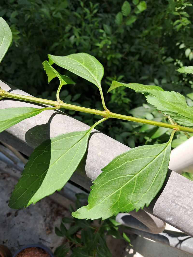 Fiore di barba — Bild 1