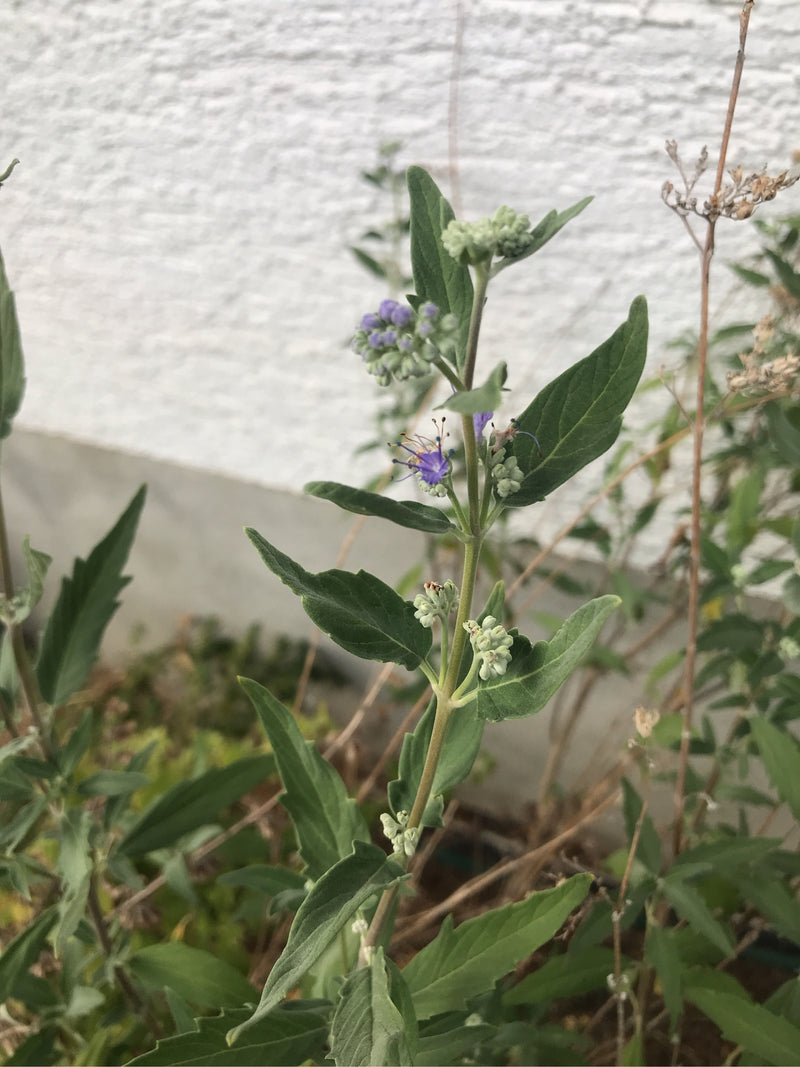 Bartblume — foto 3 di 3