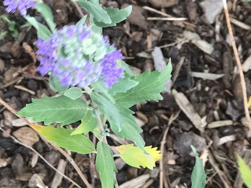 Bartblume — foto 2 di 3
