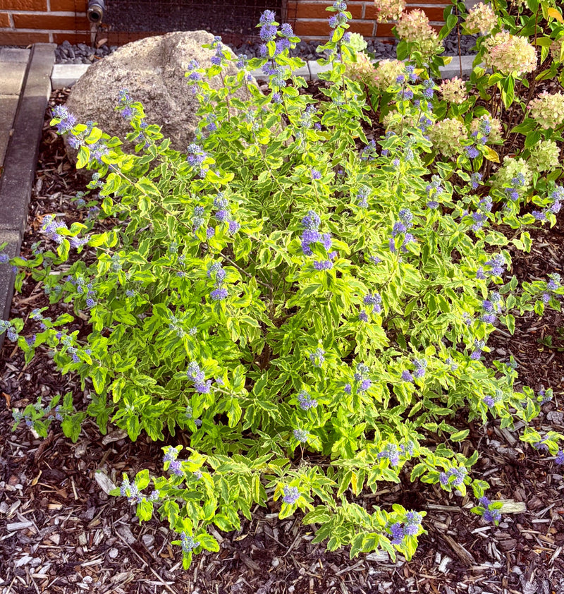 Bartblume — foto 1 di 3