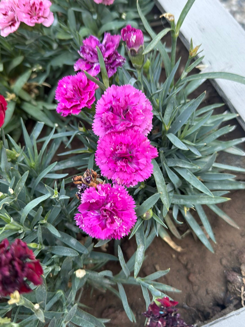 Un primo piano di garofani dei poeti in fioritura mostra grappoli di fiori rosa sorprendenti e fogliame verde in un'aiuola del giardino. Le piante sono in fi...