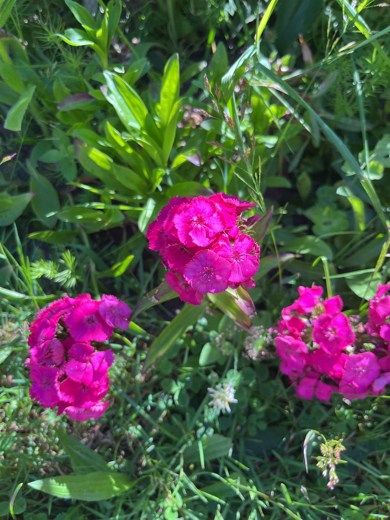 Si vedono vistose infiorescenze rosa di garofani dei poeti che crescono in mezzo all'erba verde e alla vegetazione del prato.