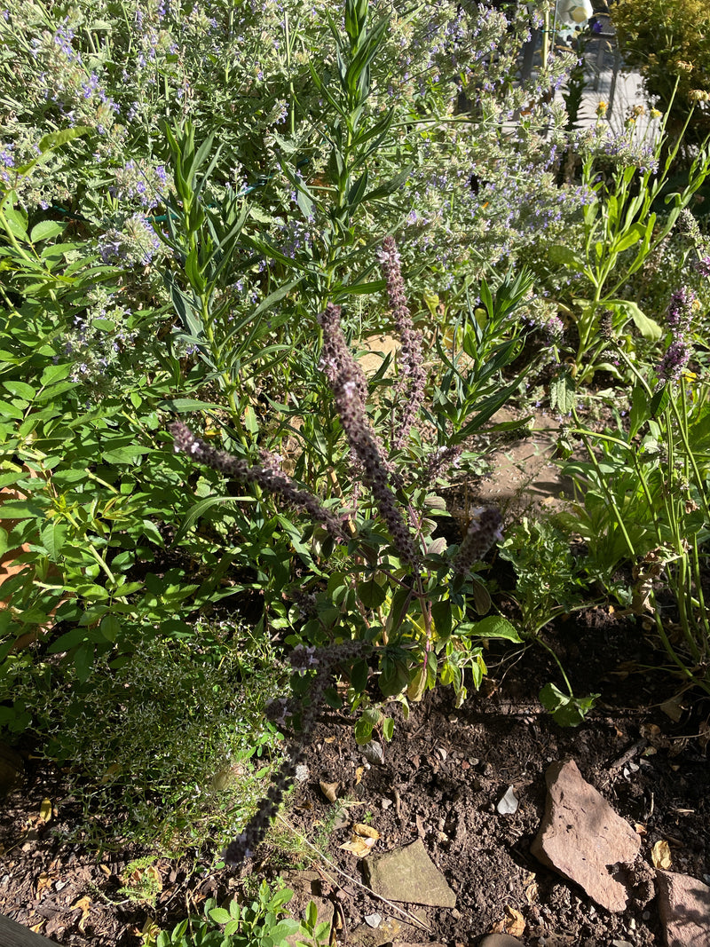 Si vede una pianta di basilico in fiore in un'aiuola da giardino tra altre piante verdi. La pianta mostra le sue infiorescenze tipiche.