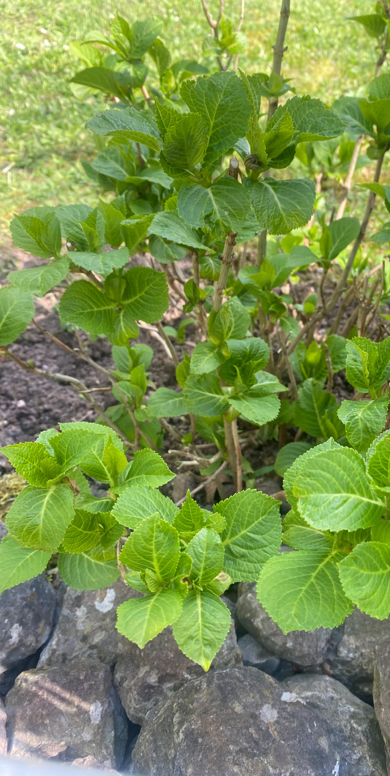 Ortensie — Bild 1