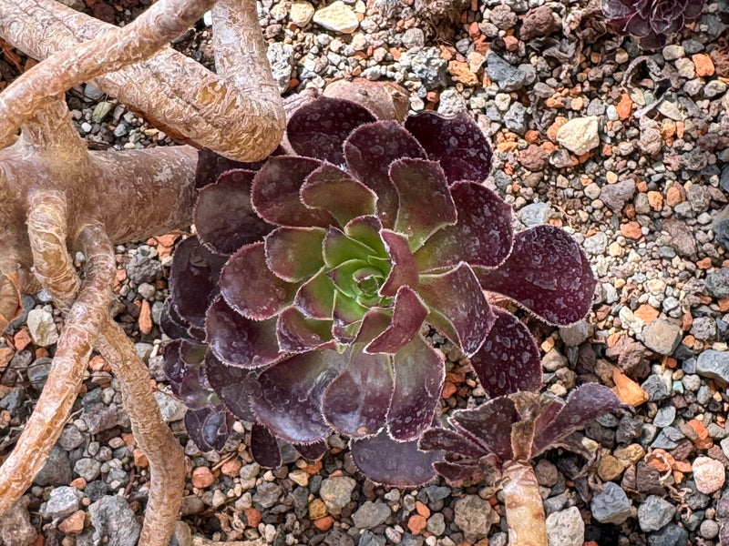 Una rosetta di foglie viola scuro di un Aeonium arboreum cresce su un terreno ghiaioso accanto a fusti legnosi.