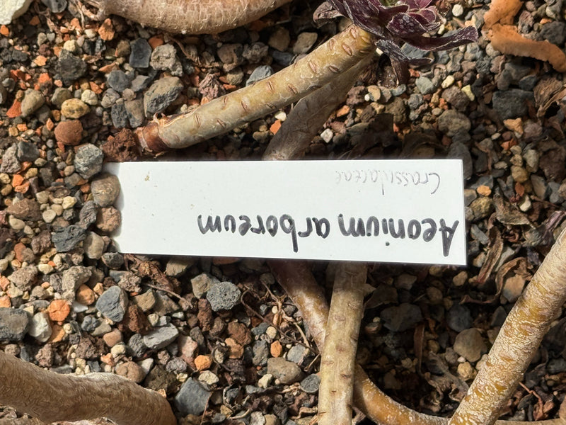 L'immagine mostra i fusti spessi e nudi di un aeonium arboreo con evidenti cicatrici fogliari su un terreno ghiaioso. Un'etichetta per piante scritta a mano ...