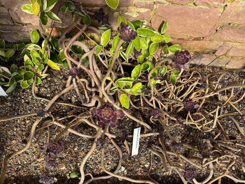Una cultivar rosso-scura di Aeonium arboreum sviluppa i suoi rami serpeggianti su un terreno ghiaioso davanti a un muro di pietra.