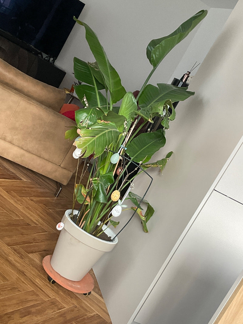 Strelitzia dell'albero — Bild 1