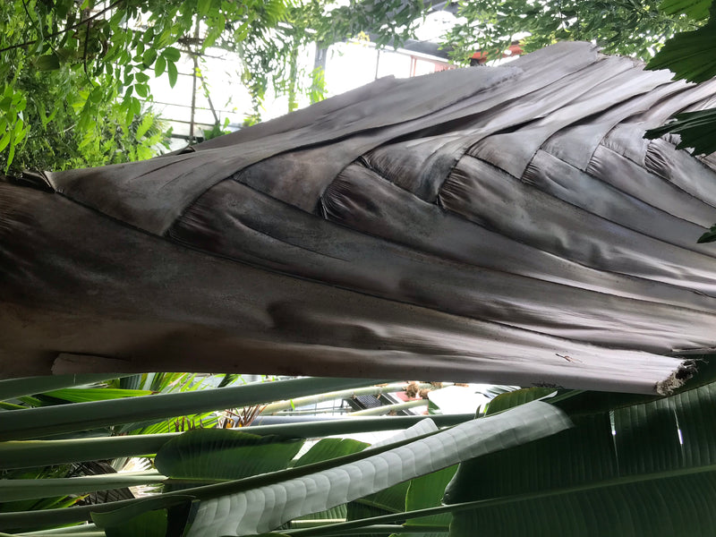 Baum der Reisenden — foto 5 di 5