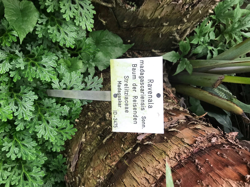 Baum der Reisenden — foto 2 di 5