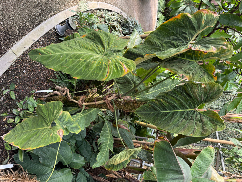 Una vigorosa pianta di Philodendron con grandi foglie cuoriformi che si arrampica su un tronco in una serra.