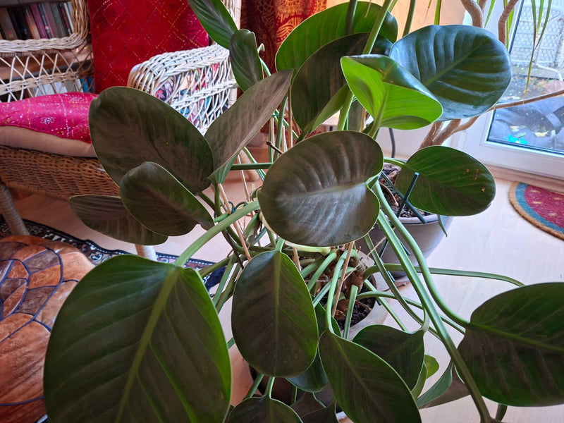 Una vigorosa pianta di Philodendron con grandi foglie verde scuro coltivata in vaso all'interno.