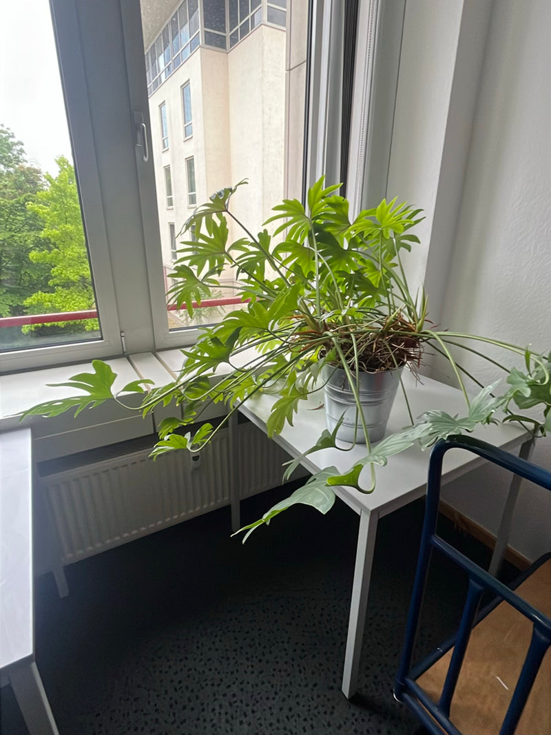 Amico dell'albero — Bild 3