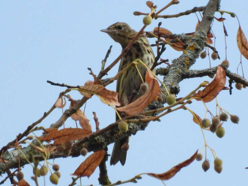 Pispola dell'albero — Bild 1